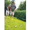 SCHILDKRT Boule / Boccia / Petanque-Set, Stahl