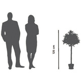 PAPERFLOW kunstpflanze "Olivenbaum", Hhe: 1250 mm
