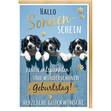 SUSY card Geburtstagskarte - humor "Mischlingshunde"