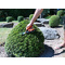 Garten PRIMUS Buchsbaumschere, klein, Lnge: 260 mm