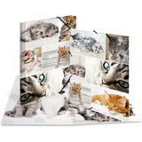 HERMA eckspannermappe "Katzen", aus Karton, din A4